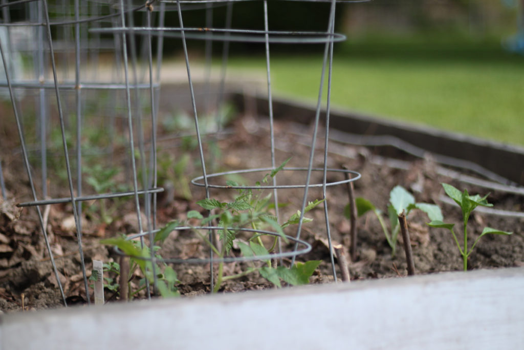 Square Foot Gardening is the perfect solution for urban backyards - homegrown organic veggies for the whole family – MidKid Mama Blog DIY yard projects and raised bed gardens