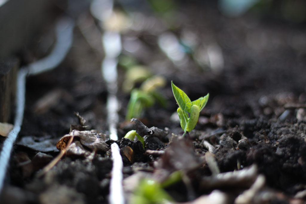 Square Foot Gardening is the perfect solution for urban backyards - homegrown organic veggies for the whole family – MidKid Mama Blog DIY yard projects and raised bed gardens