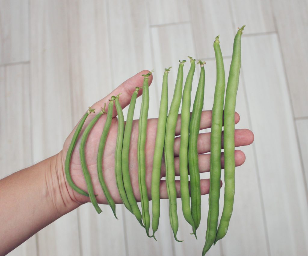 DIY Raised Garden Bed - Build an easy veggie garden for the backyard - Midkid Mama Blog