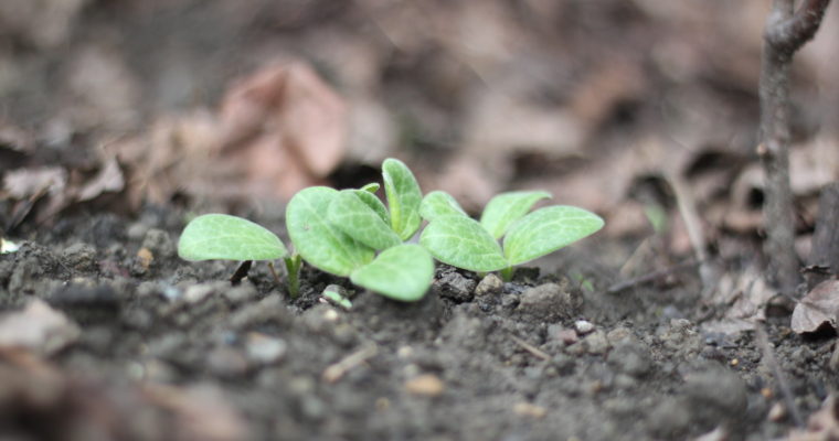 Build Your Own Raised Garden Bed