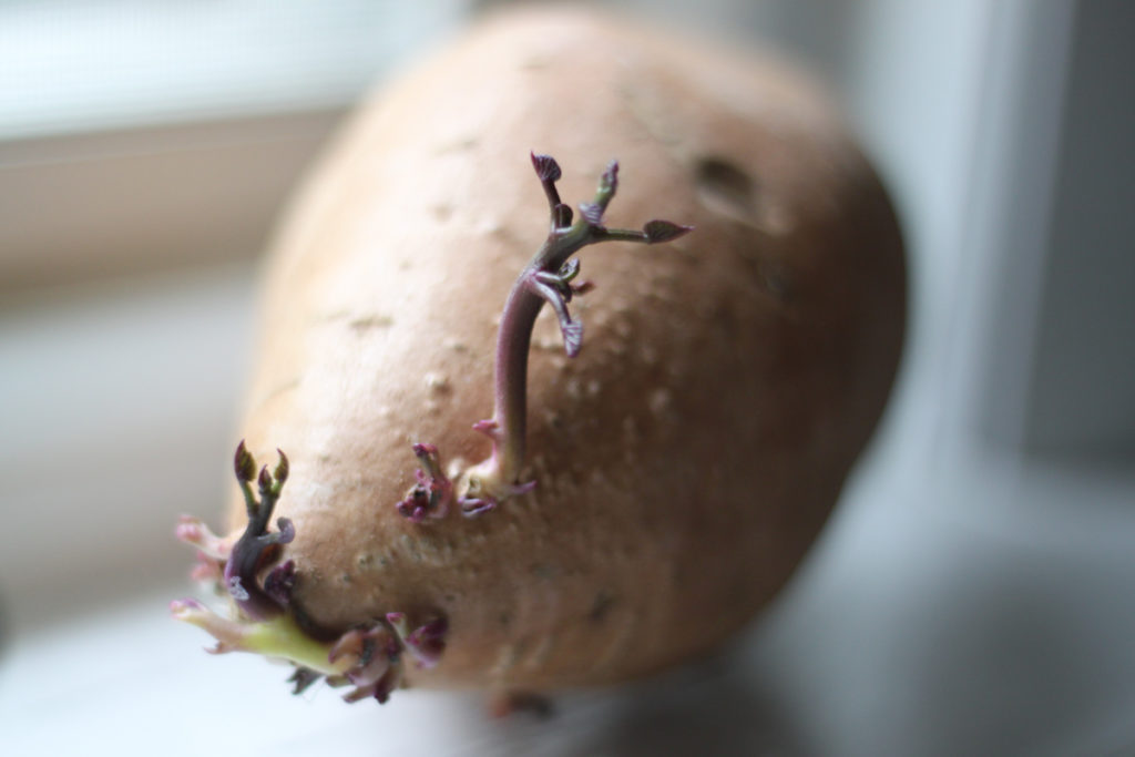 Grow Sweet Potatoes at Home - Fun Easy Squarefoot Gardening for Urban Backyard Beds - Midkid Mama Blog