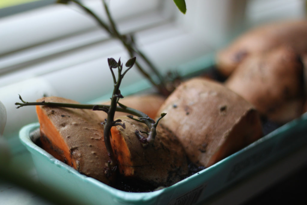 Grow Sweet Potatoes at Home - Fun Easy Squarefoot Gardening for Urban Backyard Beds - Midkid Mama Blog