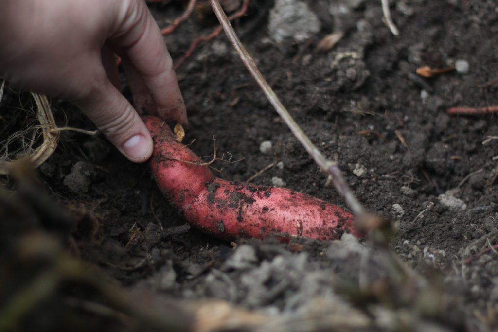 Grow Sweet Potatoes at Home - Fun Easy Squarefoot Gardening for Urban Backyard Beds - Midkid Mama Blog