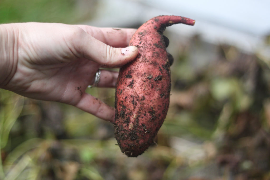 Grow Sweet Potatoes at Home - Fun Easy Squarefoot Gardening for Urban Backyard Beds - Midkid Mama Blog