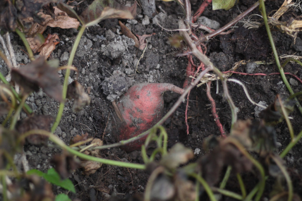 Grow Sweet Potatoes at Home - Fun Easy Squarefoot Gardening for Urban Backyard Beds - Midkid Mama Blog