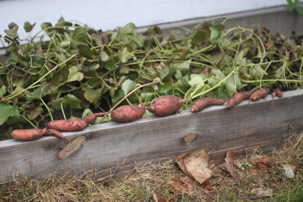 Grow Sweet Potatoes at Home - Fun Easy Squarefoot Gardening for Urban Backyard Beds - Midkid Mama Blog