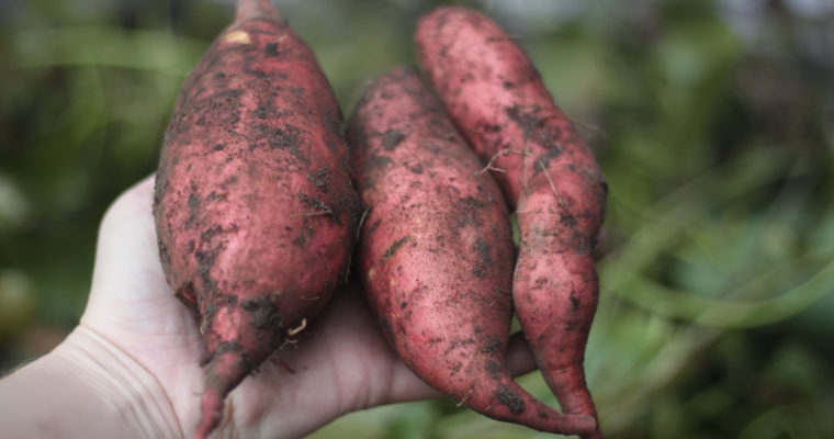 How to Grow Sweet Potatoes