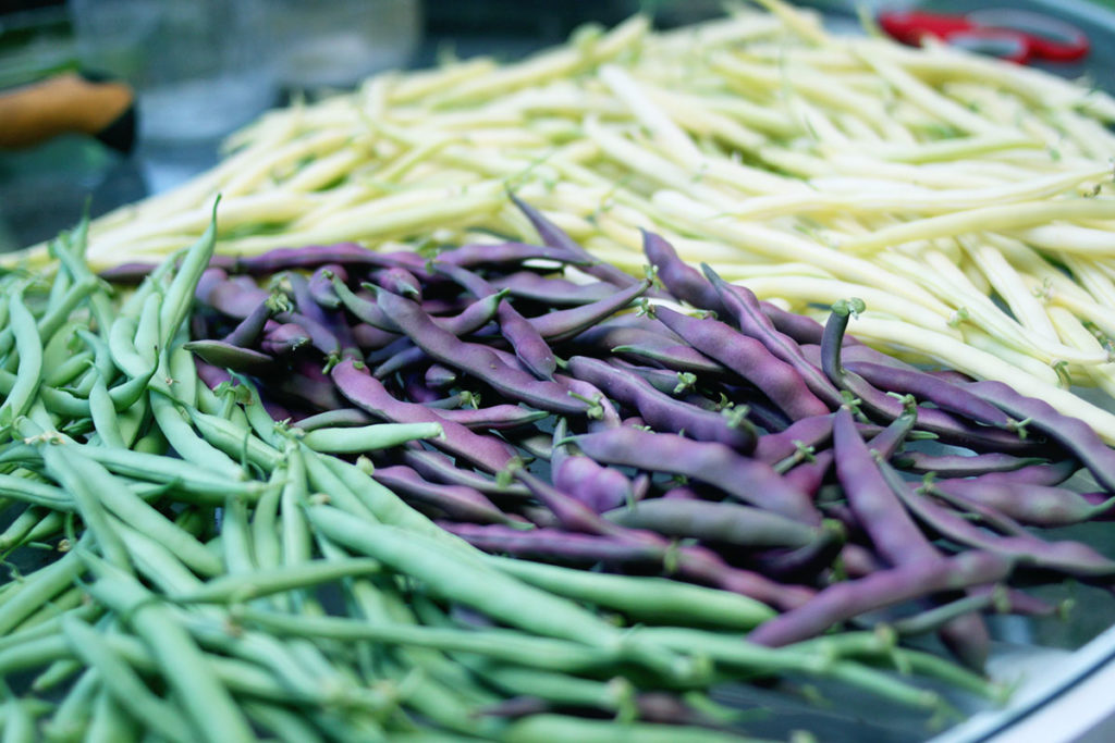 Green beans from the backyard garden - Square Foot Urban Gardening - homegrown food with the MidKid Mama Blog