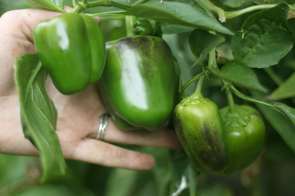 Home Grown Bell Peppers - MidKid Mama