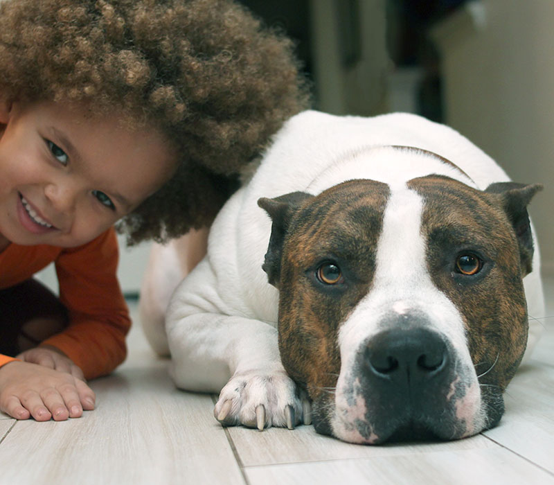 A boy and his pitbull