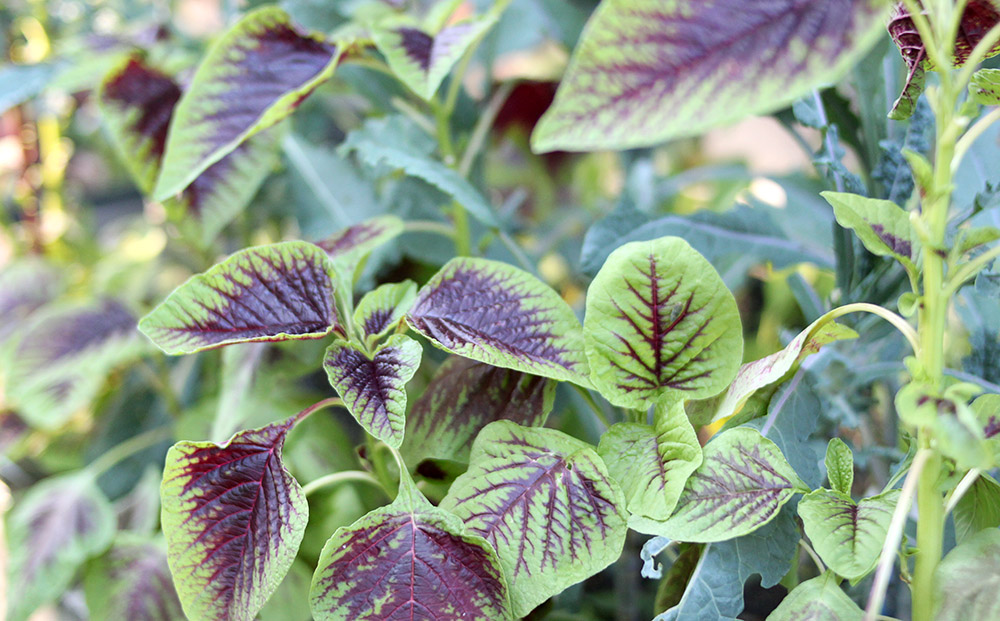 Chinese Multicolor Spinach