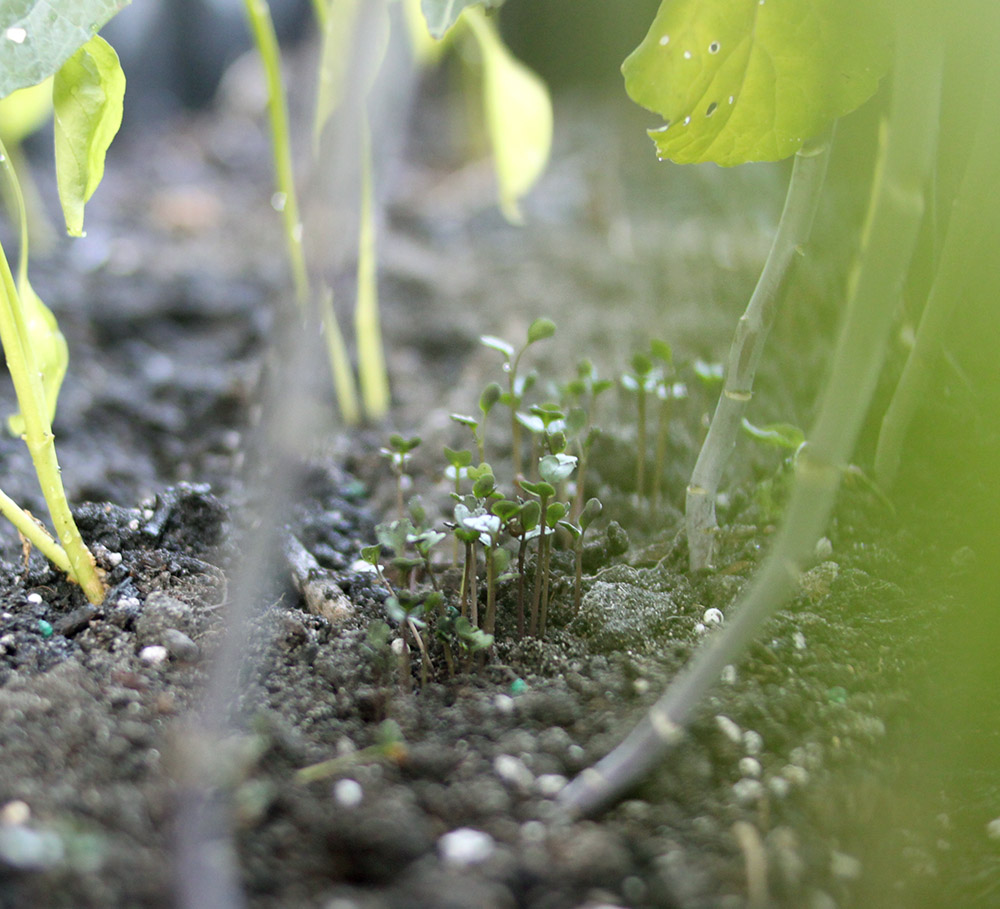 fall sprouts blue kale