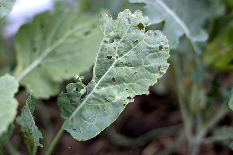 collard greens bug ridden eaten